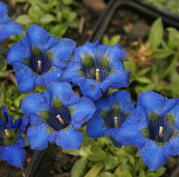 Stängelloser Enzian (Gentiana acaulis