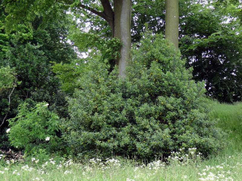 Stechpalme (Ilex aquifolium)