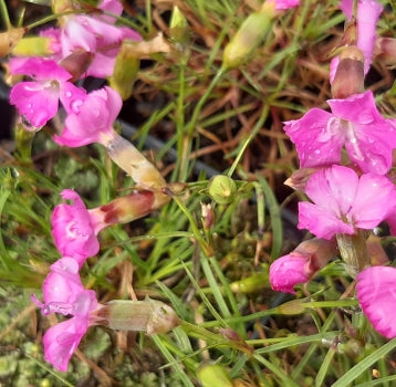 Stein-Nelke (Dianthus sylvestris)