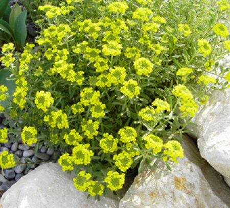 Steinkraut, Berg "Berggold" (Alyssum montanum