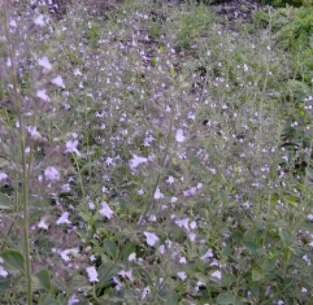 Steinquendel (Calamintha nepeta) "