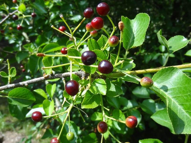 Steinweichsel (Prunus mahaleb)