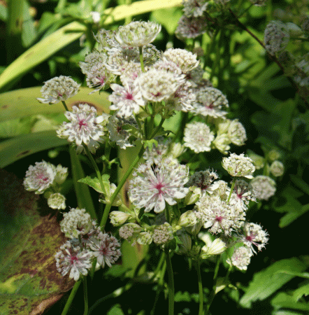Sterndolde (Astrantia major) 