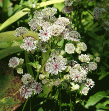 Sterndolde (Astrantia major) 