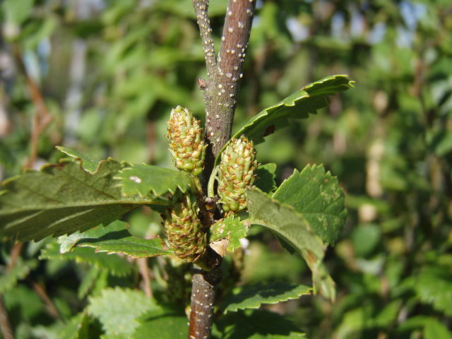 Strauchbirke (Betula humilis)