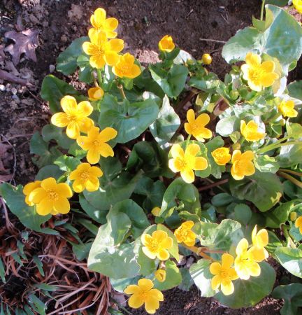 Sumpf-Dotterblume (Caltha palustris) "Bio"