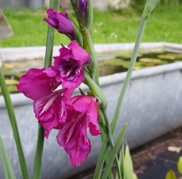 Sumpf-Gladiole (Gladiolus palustris)