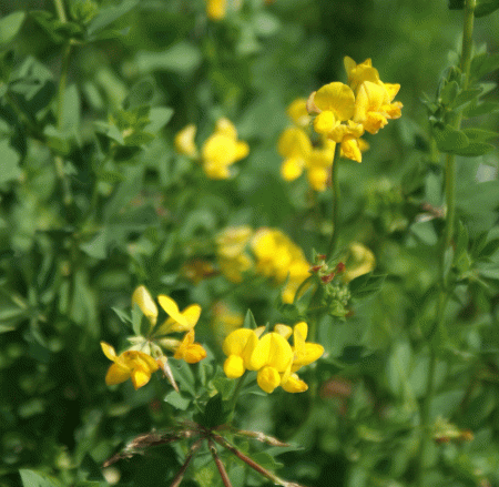 Sumpf-Hornklee (Lotus uliginosus
