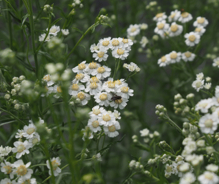 Sumpf-Schafgarbe (Achillea ptarmica) "Bio"