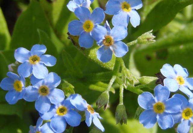 Sumpf-Vergissmeinnicht (Myosotis palustris) 