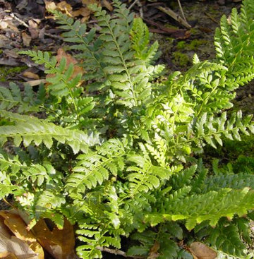 Tüpfel-Farn (Polypodium vulgare) 