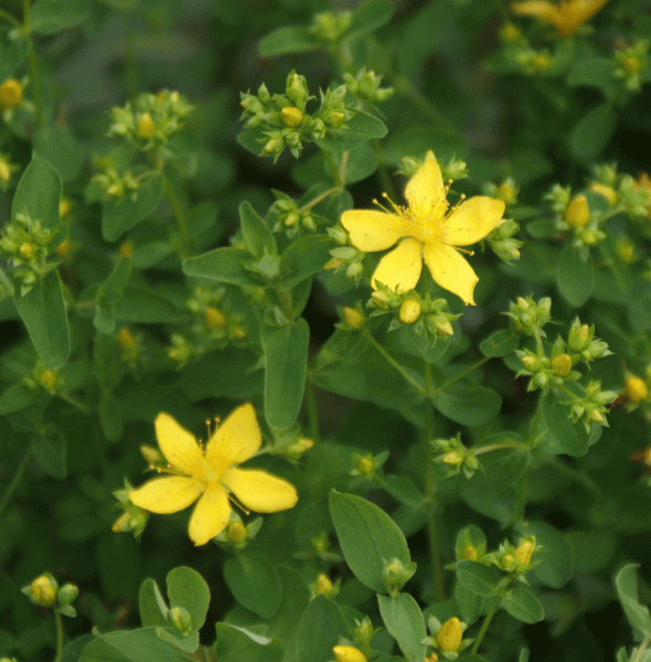 Tüpfel-Johanniskraut Hypericum perforatum)
