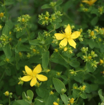 Tüpfel-Johanniskraut (Hypericum perforatum) 