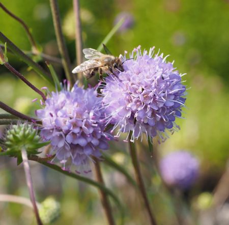 Teufelsabbiss (Succisa pratensis) 