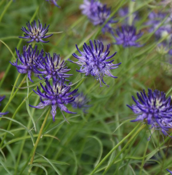 Teufelskralle (Phyteuma scheuchzeri) 