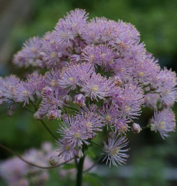 Akeleiblättrige Wiesenraute (Thalictrum aquilegifolium) 