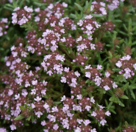 Thymian "Standart Winter" (Thymus vulgaris)