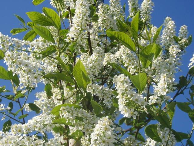 Traubenkirsche (Prunus Padus)