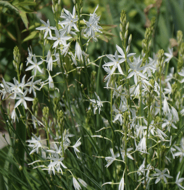 Traubige Graslilie (Anthericum liliago) 