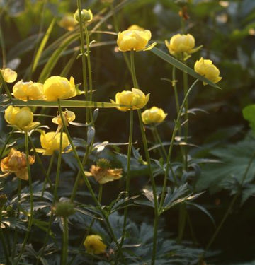 Trollblume (Trollius europaeus) 