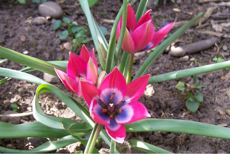 Tulipa "Little Beauty"