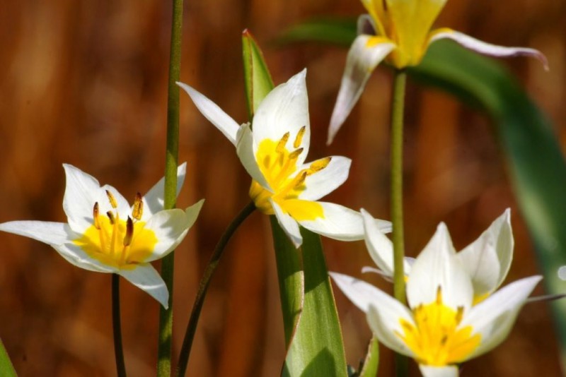 Tulipa Turkestanica 