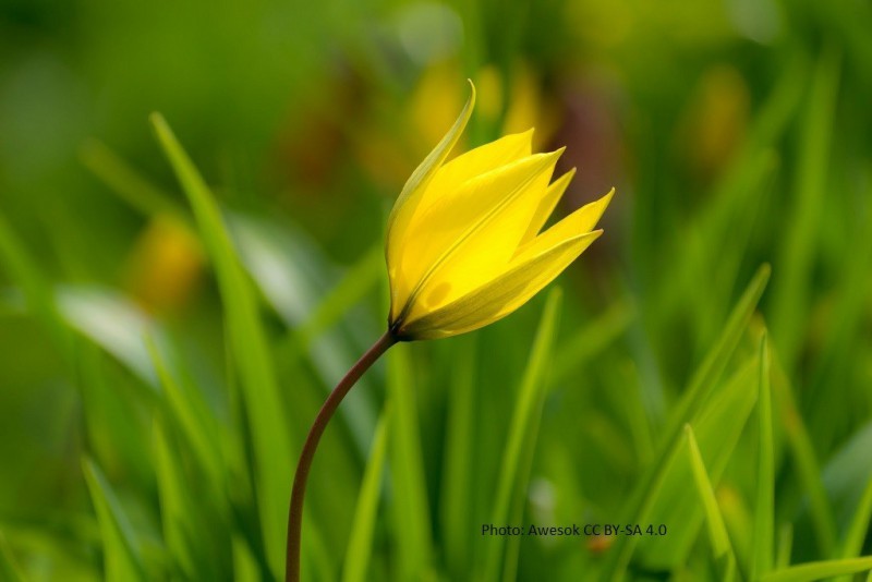 Tulipa sylvestris