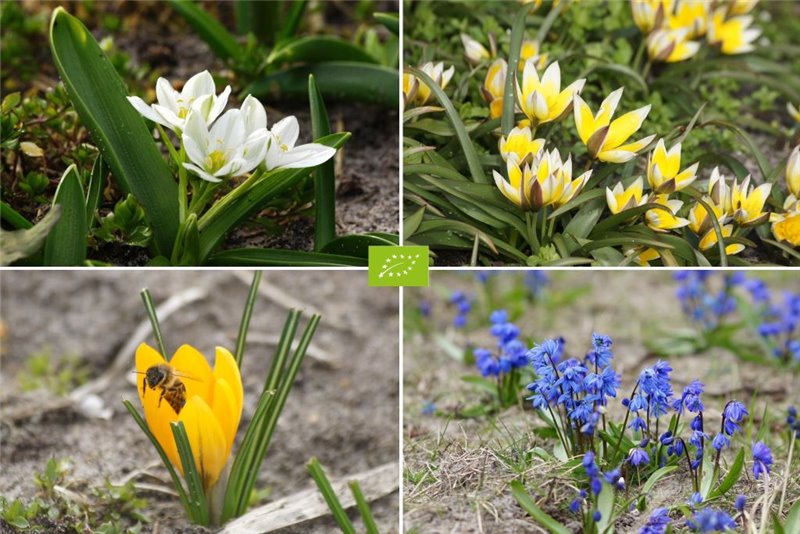 Verwilderungsmischung Tulpen