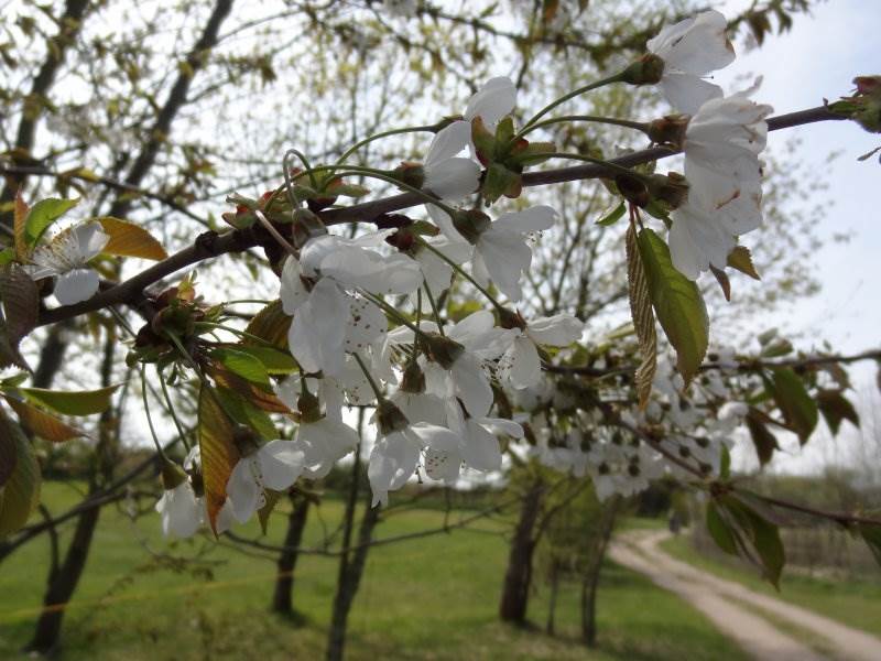 Vogelkirsche (Prunus avium)