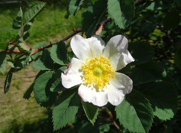 Vogesen-Rose (Rosa vosagiaca)