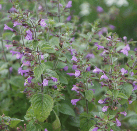 Wald-Bergminze (Clinopodium menthifolia; Calamintha menthifolia)