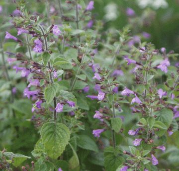 Wald-Bergminze (Clinopodium menthifolia; Calamintha menthifolia) 