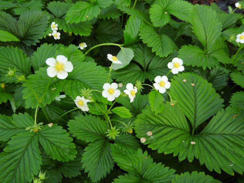 Wald-Erdbeere (Fragaria vesca) 