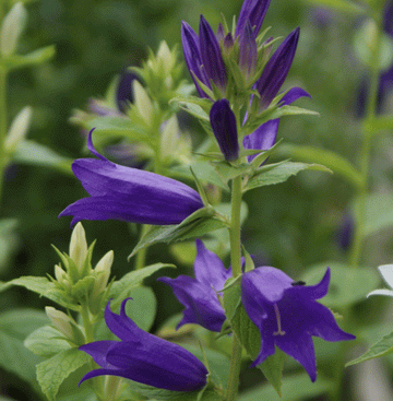 Wald-Glockenblume (Campanula latifolia) 