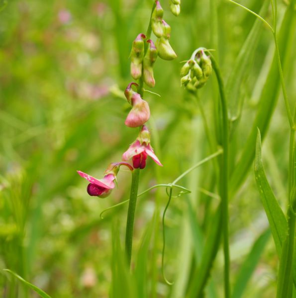 Wald-Platterbse (Lathyrus sylvestris) 