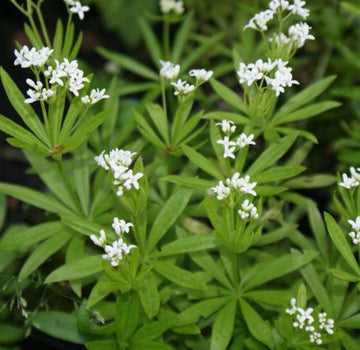 Waldmeister (Galium odoratum) 