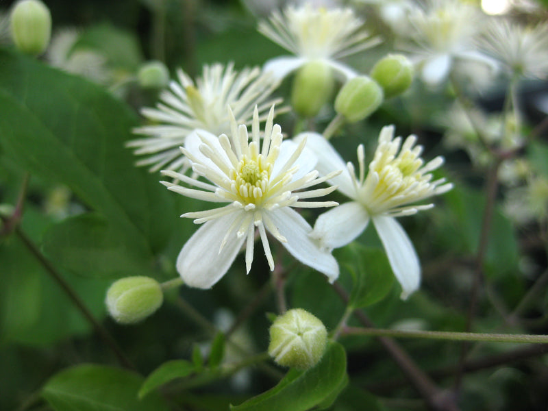 Waldrebe (Clematis vitalba)