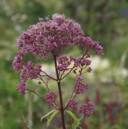 Wasserdost (Eupatorium cannabinum) "Bio"