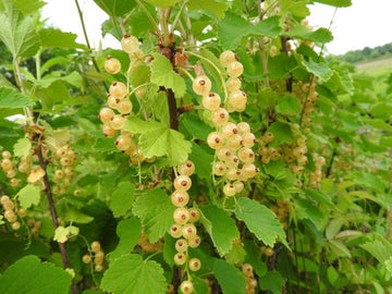 Weiße Johannisbeere "Weiße Versailler"