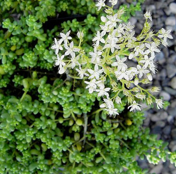 Weißer Mauerpfeffer (Sedum album) 