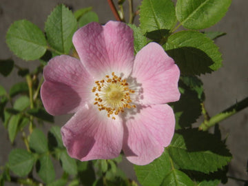 Weinrose (Rosa rubiginosa)
