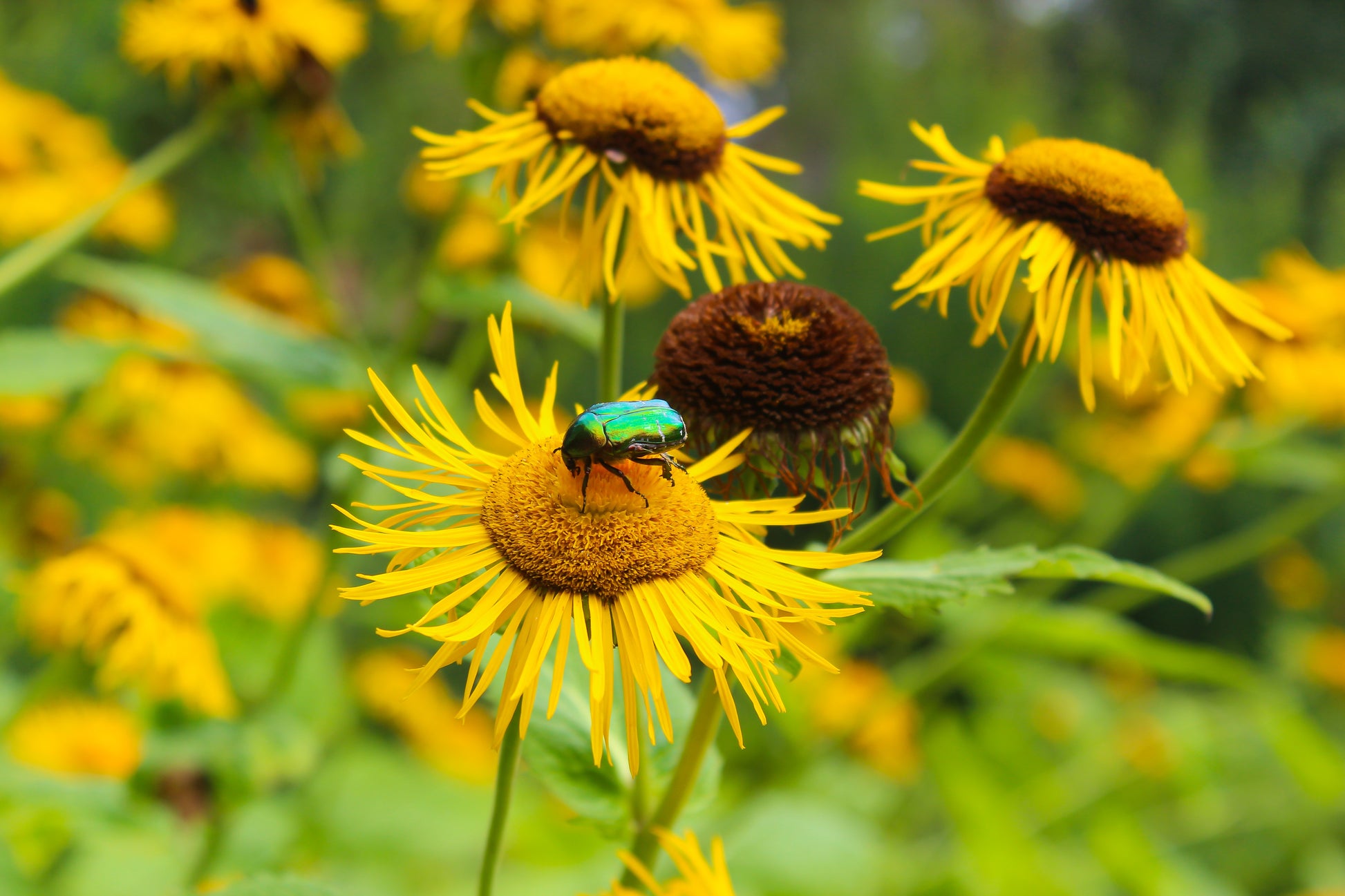 Wiesen-Alant (Inula britannica) 