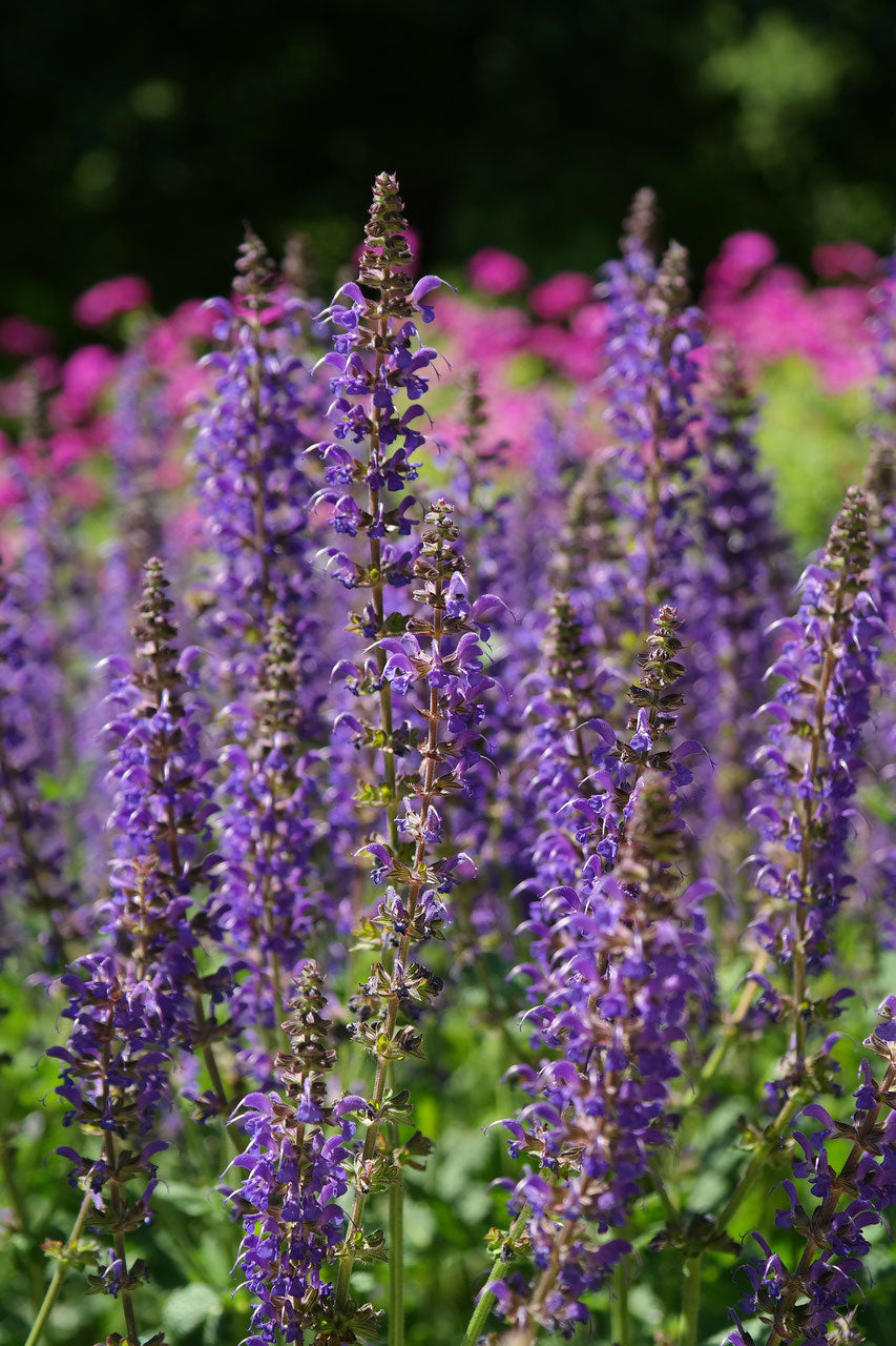 Wiesen-Salbei (Salvia pratensis)