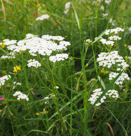 Wiesen-Schafgarbe (Achillea millefolium