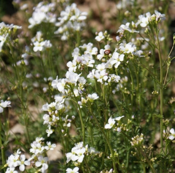Wiesen-Schaumkraut (Cardamine pratensis) 