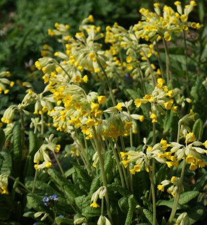 Wiesen-Schlüsselblume (Primula veris) 