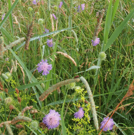 Wiesen-Witwenblume (Knautia arvensis)