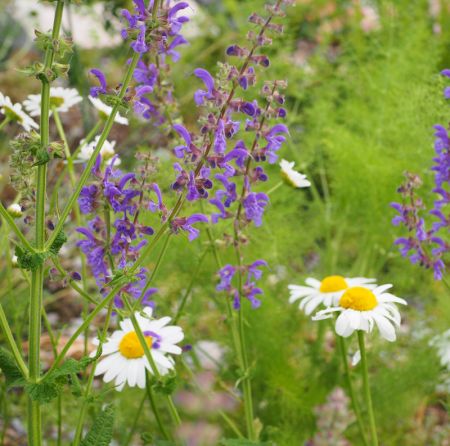 Wiesensalbei Salvia pratensis