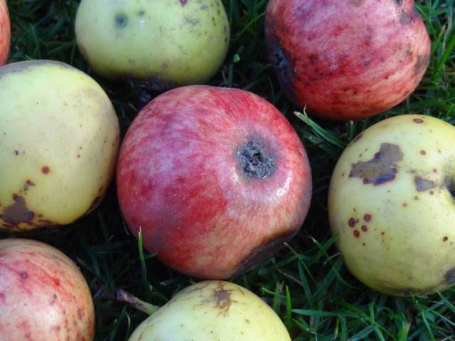 Wildapfel (Malus sylvestris)