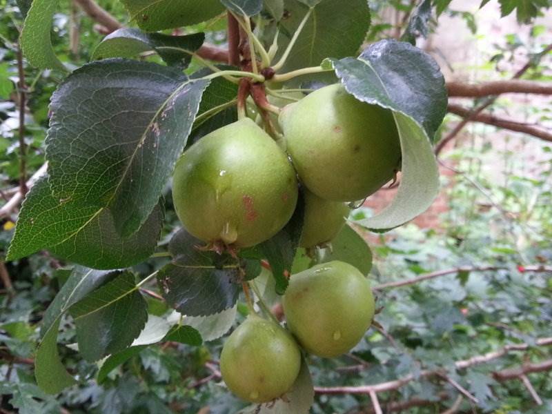 Wildbirne (Pyrus communis)